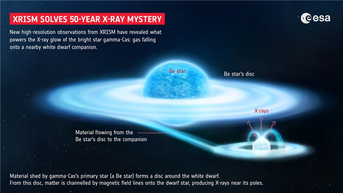 XRISM Solves Famous Star's 50-year Mystery The secret life of gamma-Cas, revealed ESA, Y. Naze &copy;